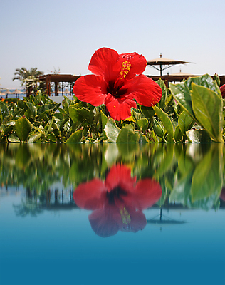 포토 JPG 해외이미지 식물 구름 계절 꽃 바다 줄기 여행 백그라운드 잎 꽃무늬 패턴 자연 하늘 날씨 휴가 휴식 건강 풍경 사람없음 야외 빨간색 초록색 물 여름 파란색 태양 반사 보라색 수영 봄 벚꽃 만 보호 지중해 명상 싱글 원예 휴양지 거베라 개성 멀리 반사경 해외202004 해외포토 자연요소 컬러 컨셉 무늬 취미 장소 수상스포츠 생태계 파일형식 이미지허브