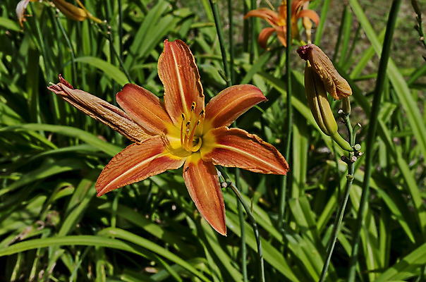 포토 JPG 해외이미지 식물 공원 꽃잎 꽃 야생동물 줄기 꽃다발 백그라운드 잎 오렌지 자연 사람없음 장식 빨간색 초록색 컬러풀 노란색 성장 벚꽃 축하 신선 개화 백합 다발 묘사 내추럴 꽃수술 불가리아 서쪽 옛날 필라멘트 해외202004 해외포토 동물 공공시설 컬러 컨셉 과일 방향 생태계 파일형식 남유럽 이미지허브
