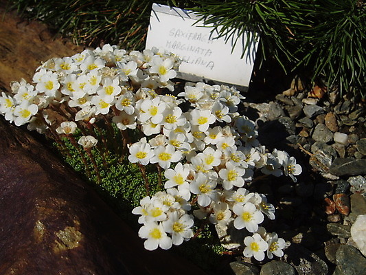 포토 JPG 해외이미지 식물 꽃 노르웨이 종류 사람없음 정원 잡종 동물상 해외202004 해외포토 유럽 조형물 파일형식 이미지허브