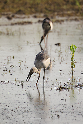 포토 JPG 해외이미지 식물 동물 커플 공원 야생동물 백그라운드 2 날개 가족 태국 자연 조류 주택 사랑 동양인 풍경 성인 사람없음 야외 빨간색 초록색 물 여름 컬러풀 검은색 봄 흰색 둥지 심볼 깃털 부리 목 계산서 내추럴 동물상 황새 해외202004 해외포토 자연요소 계절 공공시설 감정 아시아 컬러 관계 사람 인종 건물 신체부위 조형물 생태계 파일형식 이미지허브