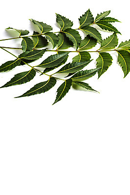 포토 JPG 해외이미지 나무 식물 백그라운드 잎 농업 다이어트 귤 건강 씨앗 사람없음 치료 초록색 약 건강관리 스파 성장 흰색 나뭇가지 신선 약초 질병 자르기 허브 유기농 질감 신성 내추럴 고립 농약 치료제 해외202004 해외포토 웰빙 산업 컬러 과일 의학 모션 관리 풀_식물 파일형식 이미지허브