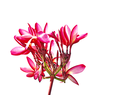 포토 JPG 해외이미지 식물 꽃잎 꽃 분홍색 백그라운드 꽃무늬 텍스트 자연 벽지 휴식 열대 사람없음 빨간색 우주 스파 벚꽃 흰색 향수 오브젝트 향기 초대 환영 악취 남쪽 고립 엘리먼트 이국적 해외202004 해외포토 컬러 컨셉 무늬 화장품 방향 생태계 냄새 파일형식 이미지허브