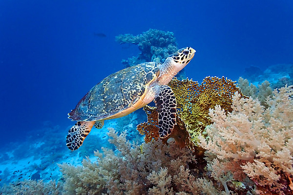 포토 JPG 해외이미지 식물 동물 야생동물 바다 잎 자연 표면 어류 사람없음 물 반사 수중 투명 스노클링 산호 거북이 다이빙 암초 동물상 해외202004 해외포토 자연요소 파충류 조형물 수영 수중동물 수상스포츠 자포동물 생태계 수중스포츠 파일형식 이미지허브