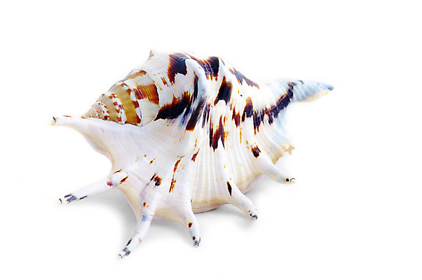 포토 JPG 해외이미지 모양 동물 바다 백그라운드 패턴 자연 조개 생물 나선형 어류 사람없음 껍질 흰색 소라 묘사 오브젝트 질감 기념품 내추럴 고립 해외202004 해외포토 컬러 무늬 어패류 수중동물 생태계 파일형식 이미지허브