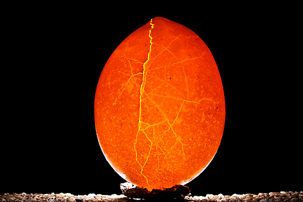 포토 JPG 해외이미지 1 잡화 음식 백그라운드 재료 그림자 사람없음 내부 갈색 계란 검은색 껍질 신선 묘사 오브젝트 싱글 스포트라이트 취급주의 해외202004 해외포토 컬러 경고 알 파일형식 이미지허브