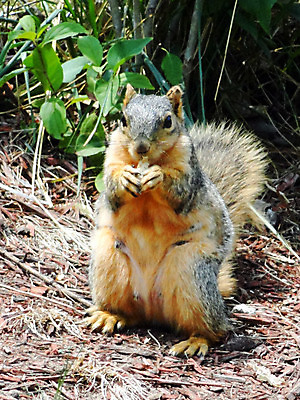 포토 JPG 해외이미지 동물 야생동물 포유류 자연 털 사람없음 야외 갈색 회색 설치류 모피 꼬리 다람쥐 내추럴 해외202004 해외포토 컬러 생태계 파일형식 이미지허브