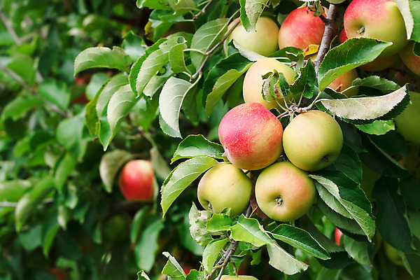 포토 JPG 해외이미지 나무 식물 계절 음식 줄기 백그라운드 잎 농업 다이어트 과일 자연 건강 사람없음 야외 빨간색 여름 농장 농경지 정원 맑음 수확 성장 가을 나뭇가지 시골 신선 달콤 사과 과수원 다발 먹기 상쾌 유기농 원예 내추럴 밭일 생태학 숙성 채식주의자 해외202004 해외포토 웰빙 교육 감정 산업 컬러 모션 날씨 취미 맛 생태계 채식 파일형식 이미지허브