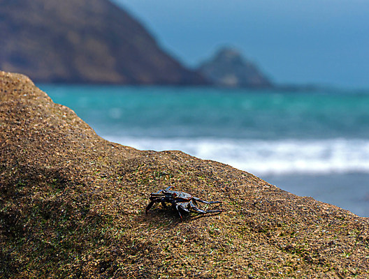 포토 JPG 해외이미지 동물 공원 야생동물 바다 백그라운드 자연 하늘 휴가 생물 국립공원 종류 갑각류 사람없음 야외 물 파란색 햇빛 환경 맑음 게 껍질 만 남아메리카 닫기 보호 작음 묘사 에콰도르 해외202004 해외포토 자연요소 공공시설 컬러 컨셉 모션 날씨 아메리카 태양 크기 생태계 파일형식 이미지허브
