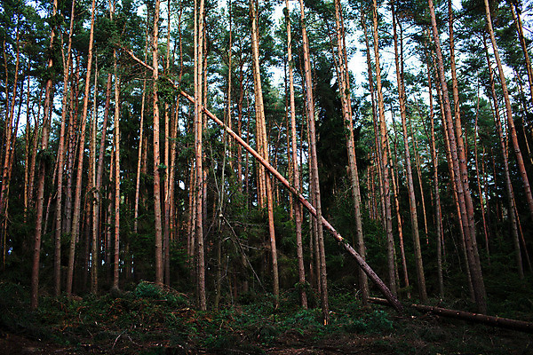 포토 JPG 해외이미지 나무 공원 잎 자연 하늘 바람 날씨 이끼 풍경 사람없음 야외 목재 가로 초록색 환경 손상 가을 나뭇가지 죽음 소나무 개울 황무지 떨어짐 파편 숲 큼 뿌리 폭풍 내추럴 깨짐 수목 허리케인 가문비나무 스코틀랜드 해외202004 해외포토 자연요소 식물 계절 공공시설 컬러 컨셉 재료 영국 강 크기 자연재해 생태계 파일형식 이미지허브
