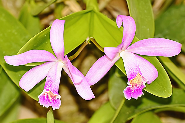 포토 JPG 해외이미지 나무 식물 디자인 꽃잎 꽃 분홍색 백그라운드 잎 꽃무늬 자연 사람없음 초록색 노란색 보라색 스파 벚꽃 흰색 신선 난초 여왕 이국적 해외202004 해외포토 컬러 무늬 생태계 파일형식 이미지허브