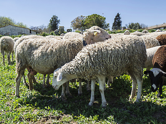 포토 JPG 해외이미지 동물 얼굴 밭 농업 포유류 자연 엄마 털 풍경 사람없음 야외 초록색 여름 농장 농경지 평화 환경 가축 침묵 봄 흰색 시골 아기 양 그룹 소 닫기 군중 방목 땅 묘사 장면 양고기 내추럴 양모 기르기 밭일 생태학 수유 해외202004 해외포토 계절 교육 산업 컬러 컨셉 가족 모션 육류 사람 신체부위 소리 직물 축산업 생태계 돌봄 파일형식 이미지허브