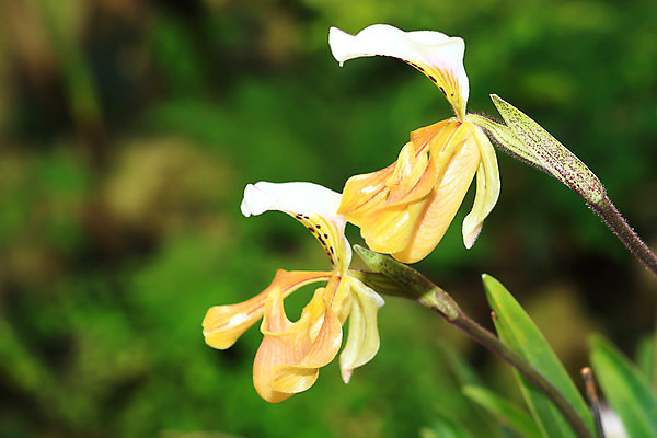 포토 JPG 해외이미지 식물 꽃 분홍색 잎 자연 사람없음 야외 장식 초록색 노란색 정원 보라색 봄 벚꽃 흰색 신선 난초 우아함 닫기 허브 제비꽃 원예 생물학 냄새 내추럴 생태학 온실 해외202004 해외포토 계절 교육 컬러 컨셉 모션 취미 생태계 파일형식 이미지허브