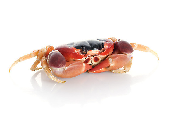 포토 JPG 해외이미지 응시 얼굴 바다 생물 연체동물 갑각류 사람없음 빨간색 반려동물 걷기 바닷속 게 달 흰색 기어가기 고립 발톱 해외202004 해외포토 자연요소 동물 시선 컬러 모션 발 무척추동물 신체부위 수중 파일형식 이미지허브