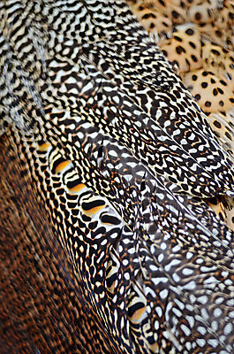 포토 JPG 해외이미지 동물 남자 야생동물 백그라운드 패턴 자연 조류 추상 동물원 사람없음 초록색 파란색 컬러풀 활발 닫기 공작 인도인 깃털 묘사 질감 꼬리 부리 내추럴 해외202004 해외포토 외국인 컬러 컨셉 무늬 모션 사람 동양인 생태계 파일형식 이미지허브