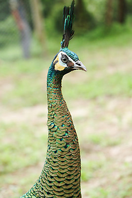 포토 JPG 해외이미지 나무 동물 1 야생동물 백그라운드 잎 오렌지 노래 자연 조류 휴식 종류 앉기 사람없음 야외 빨간색 초록색 여름 파란색 우주 봄 회색 바위 흰색 나뭇가지 공작 묘사 싱글 생물학 서식지 생태학 해외202004 해외포토 식물 계절 교육 음악 컬러 컨셉 과일 모션 돌_바위 생태계 파일형식 이미지허브