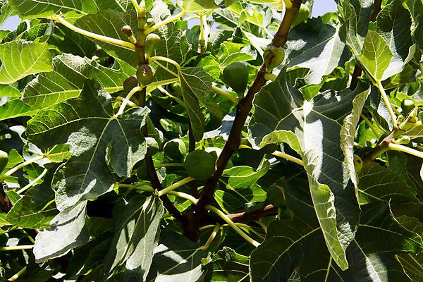 포토 JPG 해외이미지 나무 식물 계절 아시아 음식 백그라운드 잎 농업 다이어트 채소 과일 자연 디저트 건강 사람없음 야외 초록색 여름 농작물 정원 보라색 수확 성장 가을 나뭇가지 신선 닫기 달콤 지중해 먹기 묘사 유기농 날것 무화과 내추럴 숙성 해외202004 해외포토 웰빙 나라 산업 바다 컬러 모션 맛 생태계 파일형식 이미지허브