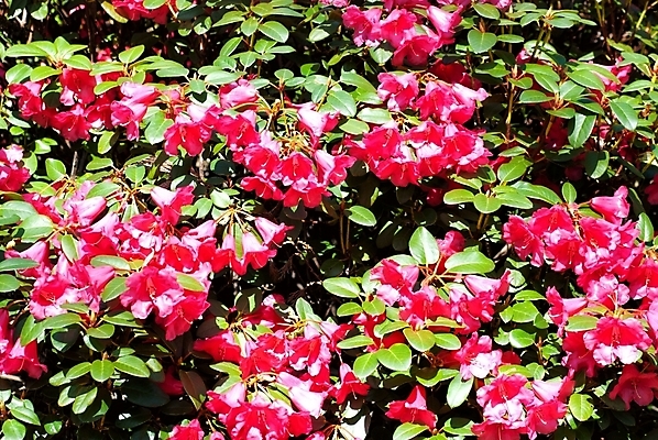 포토 JPG 해외이미지 식물 꽃잎 꽃 꽃다발 백그라운드 잎 자연 선물 사람없음 빨간색 초록색 여름 정원 봄 벚꽃 신선 다발 질감 내추럴 해외202004 해외포토 계절 컬러 생태계 파일형식 이미지허브