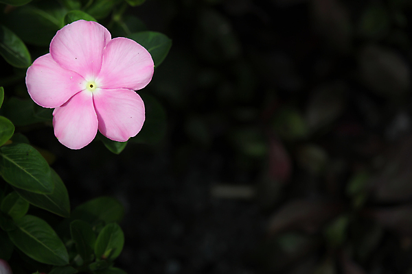 포토 JPG 해외이미지 식물 꽃 분홍색 백그라운드 잎 꽃무늬 자연 사람없음 장식 초록색 여름 정원 보라색 봄 벚꽃 흰색 신선 개화 허브 내추럴 마다가스카르 해외202004 해외포토 계절 컬러 무늬 생태계 파일형식 이미지허브