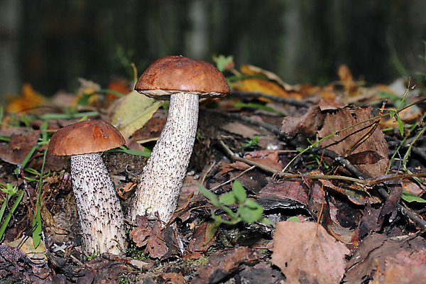 포토 JPG 해외이미지 계절 음식 잎 2 채소 재료 자연 휴식 3 취미 사람없음 야외 여름 갈색 노란색 식사 버섯 가을 흰색 나뭇가지 신선 그룹 닫기 유기농 날것 내추럴 곰팡이 그물버섯 숙성 식용 채식주의자 해외202004 해외포토 나무 식물 웰빙 컬러 컨셉 모션 생태계 채식 파일형식 이미지허브