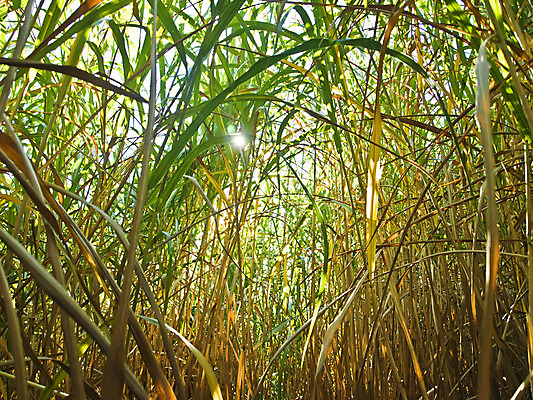 포토 JPG 해외이미지 농업 사람없음 연료 해외202004 해외포토 산업 파일형식 이미지허브