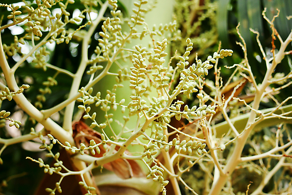 포토 JPG 해외이미지 나무 식물 산업 아시아 잎 농업 과일 태국 자연 손바닥 씨앗 사람없음 초록색 농장 환경 수확 성장 신선 숲 날것 말레이시아 내추럴 원자재 해외202004 해외포토 손 나라 컬러 생태계 파일형식 이미지허브