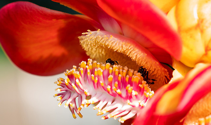 포토 JPG 해외이미지 나무 식물 동물 계절 공원 꽃잎 꽃 분홍색 곤충 백그라운드 컨셉 꽃무늬 패턴 밭 태국 자연 아침 사람없음 야외 빨간색 컬러풀 노란색 정원 봄 벚꽃 신선 업무 핥기 작음 수분 꽃가루 꿀 고립 해외202004 해외포토 주간 공공시설 아시아 컬러 무늬 농업 모션 작업 크기 가루 생태계 파일형식 이미지허브