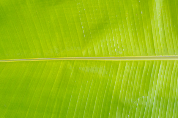 포토 JPG 해외이미지 나무 식물 계절 백그라운드 잎 패턴 자연 벽지 추상 바나나 건강 손바닥 사람없음 야외 초록색 물 빛 반사 정원 봄 활발 흰색 신선 매끈함 숲 큼 유기농 원예 질감 녹색배경 내추럴 해외202004 해외포토 자연요소 손 웰빙 컬러 컨셉 무늬 과일 취미 감각 크기 생태계 파일형식 이미지허브