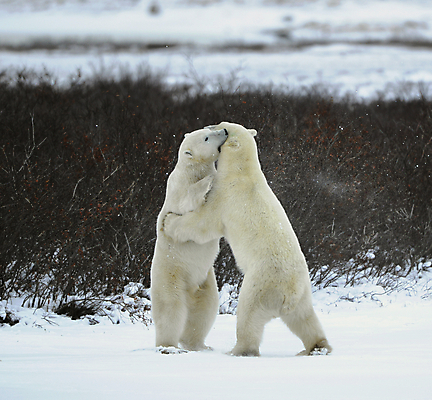 포토 JPG 해외이미지 동물 야생동물 바다 포즈 2 캐나다 겨울 곰 포유류 관계 모션 자연 놀이 날씨 털 사람없음 야외 힘 분노 흰색 위험 큼 북극 싸움 러시아 육식동물 봉 북쪽 멸종 서식지 공격적 해외202004 해외포토 계절 감정 유럽 컬러 컨셉 북아메리카 크기 극지방 방향 생태계 파일형식 이미지허브