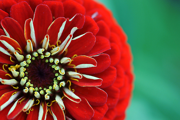 포토 JPG 해외이미지 식물 꽃 자연 사람없음 컬러풀 정원 벚꽃 해외202004 해외포토 컬러 생태계 파일형식 이미지허브