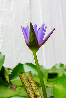 포토 JPG 해외이미지 식물 꽃잎 꽃 아시아 분홍색 백그라운드 잎 태국 자연 사람없음 초록색 물 컬러풀 노란색 정원 보라색 침묵 벚꽃 흰색 연못 개화 닫기 방콕 내추럴 이국적 해외202004 해외포토 자연요소 나라 컬러 모션 소리 생태계 파일형식 이미지허브
