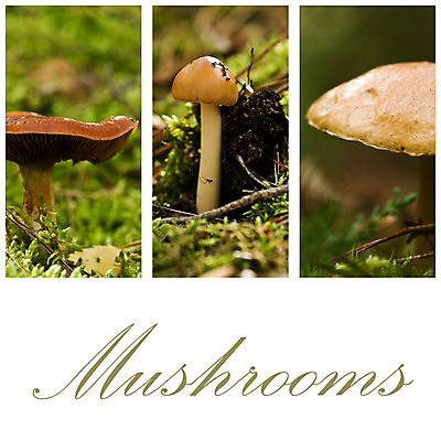 포토 JPG 해외이미지 모양 식물 계절 꽃 음식 줄기 백그라운드 잎 꽃무늬 채소 자연 이끼 사람없음 목재 빨간색 초록색 여름 빛 컬러풀 갈색 환경 버섯 봄 가을 흰색 시골 신선 숲 수집 통나무 내추럴 곰팡이 독버섯 식용 캡모자 해외202004 해외포토 나무 모자_잡화 컬러 무늬 재료 생태계 파일형식 이미지허브