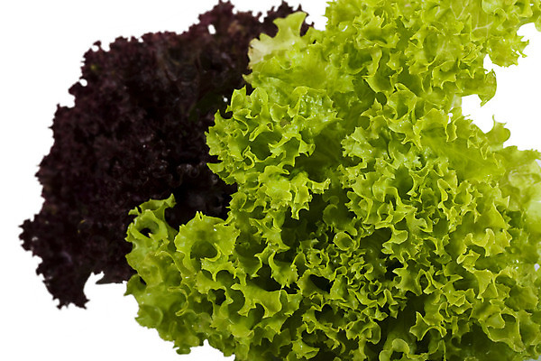 포토 JPG 해외이미지 식물 음식 백그라운드 잎 채소 건강 사람없음 초록색 여름 흰색 신선 그룹 상추 큼 먹기 오브젝트 유기농 고립 채식주의자 해외202004 해외포토 웰빙 계절 컬러 모션 크기 채식 파일형식 이미지허브