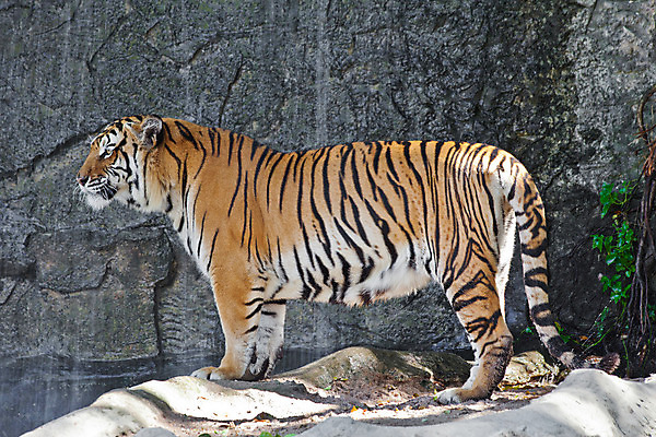 포토 JPG 해외이미지 동물 아시아 야생동물 신체 오렌지 포유류 모션 동물원 사람없음 옆모습 노란색 머리 고양이 줄무늬 호랑이 위험 큼 배고픔 가득함 사파리 러시아 육식동물 멸종 표범 러시아인 시베리아 해외202004 해외포토 서양인 유럽 나라 뷰포인트 컬러 컨셉 무늬 과일 신체부위 반려동물 크기 파일형식 이미지허브