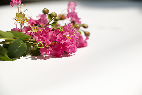 포토 JPG 해외이미지 나무 꽃 분홍색 잎 하늘 사람없음 초록색 파란색 우주 정원 맑음 봄 인도인 원예 라일락 남쪽 해외202004 해외포토 외국인 식물 계절 컬러 날씨 동양인 취미 방향 파일형식 이미지허브