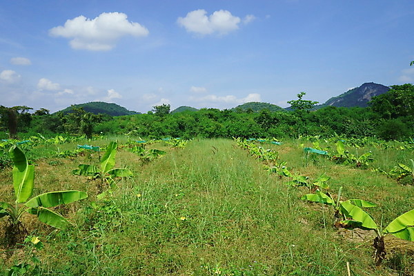 포토 JPG 해외이미지 나무 식물 구름 포스터 음식 줄기 백그라운드 잎 크리스마스 겨울 꽃무늬 농업 과일 비즈니스 가족 자연 산 바나나 건강 사람없음 야외 초록색 여름 농작물 농장 정원 봄 달력 성장 나뭇가지 신선 숲 먹기 해외202004 해외포토 자연요소 계절 기념일 꽃 산업 컬러 무늬 관계 모션 생태계 파일형식 이미지허브