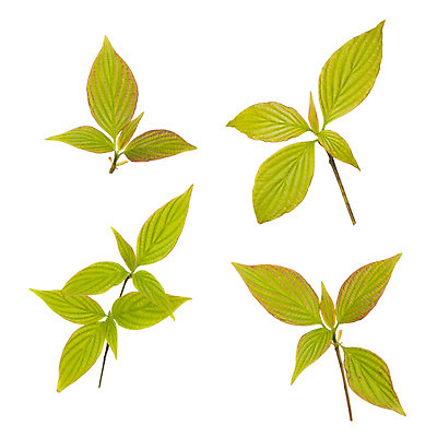 포토 JPG 해외이미지 식물 잎 자연 사람없음 초록색 봄 성장 흰색 나뭇가지 신선 고립 취급주의 해외202004 해외포토 나무 계절 컬러 경고 생태계 파일형식 이미지허브