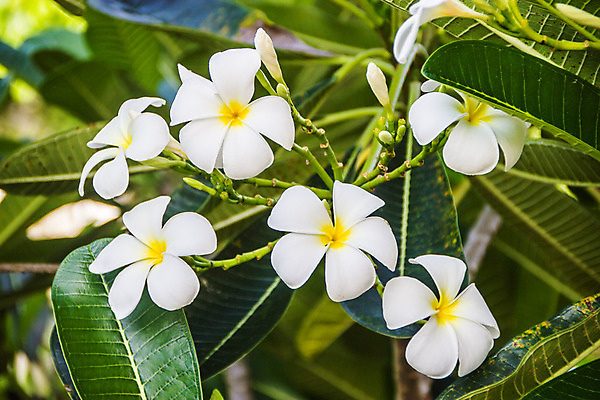 포토 JPG 해외이미지 나무 식물 꽃잎 꽃 백그라운드 잎 꽃무늬 자연 휴식 사람없음 장식 초록색 여름 노란색 정원 스파 봄 벚꽃 흰색 신선 개화 내추럴 고립 해외202004 해외포토 계절 컬러 컨셉 무늬 생태계 파일형식 이미지허브