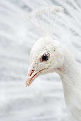 포토 JPG 해외이미지 동물 남자 백그라운드 자연 조류 사람없음 초록색 파란색 컬러풀 흰색 춤 우아함 공작 깃털 쇼 보여주기 자부심 주목 해외202004 해외포토 컬러 컨셉 모션 문화예술 사람 생태계 파일형식 이미지허브