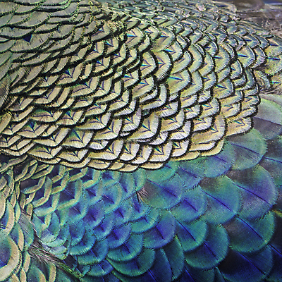 포토 JPG 해외이미지 동물 디자인 야생동물 백그라운드 패턴 자연 조류 추상 사람없음 초록색 파란색 컬러풀 우아함 닫기 공작 깃털 묘사 질감 꼬리 내추럴 해외202004 해외포토 컬러 컨셉 무늬 모션 생태계 파일형식 이미지허브