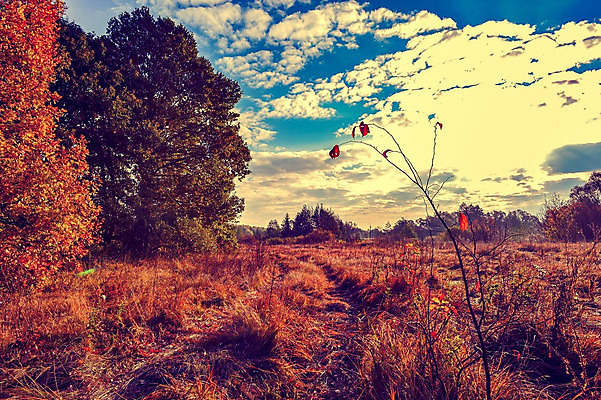 포토 JPG 해외이미지 나무 식물 디자인 계절 공원 길 여행 백그라운드 단풍 잎 오렌지 자연 추상 풍경 사람없음 야외 목재 빨간색 초록색 여름 빛 컬러풀 태양 갈색 노란색 환경 맑음 일몰 활발 가을 나뭇가지 시골 황금 숲 장면 10월 내추럴 해외202004 해외포토 자연요소 공공시설 컬러 컨셉 무늬 과일 재료 날씨 노을 날짜 생태계 파일형식 이미지허브