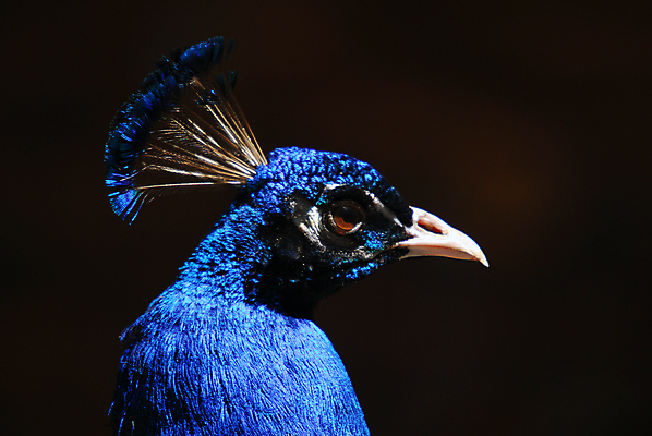 포토 JPG 해외이미지 야생동물 자연 조류 사람없음 초록색 파란색 컬러풀 공작 인도인 깃털 해외202004 해외포토 외국인 동물 컬러 동양인 생태계 파일형식 이미지허브