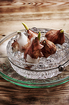 포토 JPG 해외이미지 식물 계절 꽃 줄기 잎 농업 전구 자연 씨앗 사람없음 초록색 새싹 환경 정원 흙 봄 튤립 성장 작음 허브 뿌리 먼지 모종 묘목 세련 해외202004 해외포토 나무 산업 컬러 크기 생태계 파일형식 이미지허브