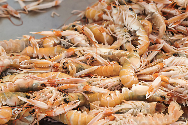 포토 JPG 해외이미지 동물 산업 음식 바다 다이어트 재료 자연 낚시 조개 새우 건강 갑각류 어류 요리 사람없음 항구 식당 식사 저녁식사 게 껍질 신선 잡기 그룹 스페인 시장 닫기 맛 지중해 먹기 해산물 날것 어장 점심식사 생식 해외202004 해외포토 유럽 컨셉 교통시설 모션 레저 어패류 상점 수중동물 생태계 파일형식 이미지허브