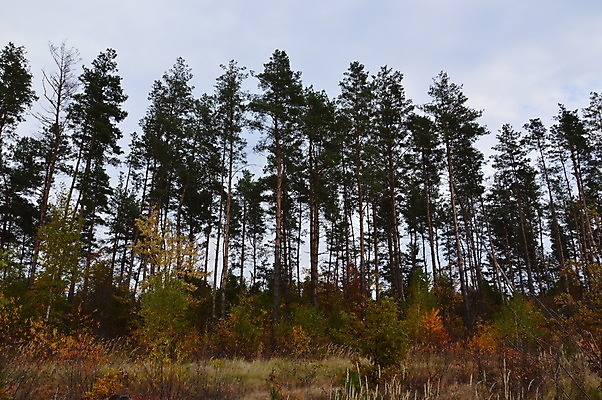 포토 JPG 해외이미지 나무 식물 계절 공원 백그라운드 단풍 잎 자연 아침 풍경 사람없음 야외 빨간색 초록색 빛 컬러풀 노란색 활발 가을 숲 해외202004 해외포토 주간 공공시설 컬러 컨셉 생태계 파일형식 이미지허브