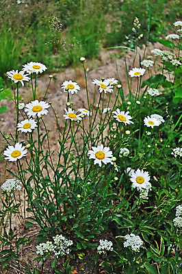 포토 JPG 해외이미지 식물 계절 꽃잎 꽃 지구 백그라운드 잎 꽃무늬 밭 따뜻함 풍경 사람없음 야외 초록색 여름 농장 농경지 새싹 마을 환경 계곡 활발 하이킹 들꽃 성장 시골 신선 개화 땅 허브 러시아 길가 땅바닥 캐모마일 많음 해외202004 해외포토 유럽 컬러 컨셉 무늬 농업 레저 바닥 파일형식 이미지허브