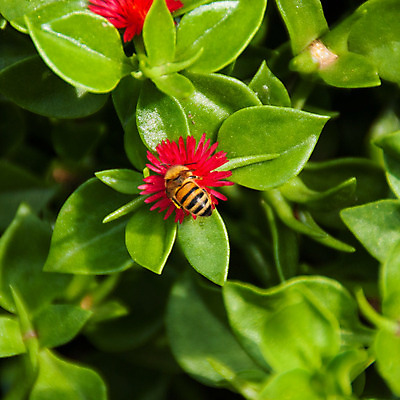 포토 JPG 해외이미지 식물 동물 계절 공원 꽃잎 꽃 곤충 백그라운드 꽃무늬 날개 자연 사람없음 초록색 여름 노란색 정원 봄 모임 흰색 황금 닫기 꿀벌 작음 수분 벌 수집 묘사 싱글 데이지 꽃가루 꿀 내추럴 고립 생태학 생존 해외202004 해외포토 공공시설 교육 컬러 무늬 모션 벌_곤충 크기 가루 생태계 파일형식 이미지허브