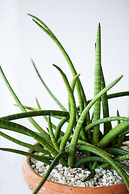 포토 JPG 해외이미지 식물 꽃잎 꽃 화분 백그라운드 잎 꽃무늬 자연 사람없음 장식 초록색 성장 흰색 닫기 냄비 자르기 싱글 유기농 뿌리 고립 심기 해외202004 해외포토 웰빙 컬러 무늬 모션 솥 생태계 파일형식 이미지허브