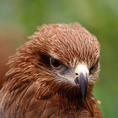 포토 JPG 해외이미지 동물 야생동물 백그라운드 자연 조류 사람없음 갈색 머리 검은색 흰색 먹이 연 부리 독수리 육식동물 계산서 해외202004 해외포토 컬러 신체부위 놀이용품 생태계 파일형식 이미지허브