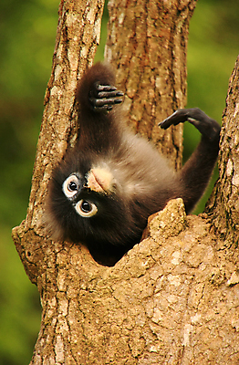 포토 JPG 해외이미지 나무 동물 공원 아시아 야생동물 바다 섬 잎 포유류 태국 자연 놀이 앉기 사람없음 원숭이 숲 먹기 가죽끈 전국 해외202004 해외포토 식물 공공시설 나라 모션 끈 가죽 생태계 파일형식 이미지허브