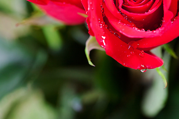 포토 JPG 해외이미지 식물 꽃잎 꽃 꽃다발 백그라운드 잎 자연 사랑 사람없음 빨간색 물 장미 머리 활발 신선 떨어짐 이슬 빗방울 가득함 심볼 해외202004 해외포토 자연요소 감정 컬러 컨셉 신체부위 비_날씨 생태계 파일형식 이미지허브